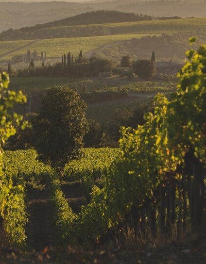 Tenuta Luce Background