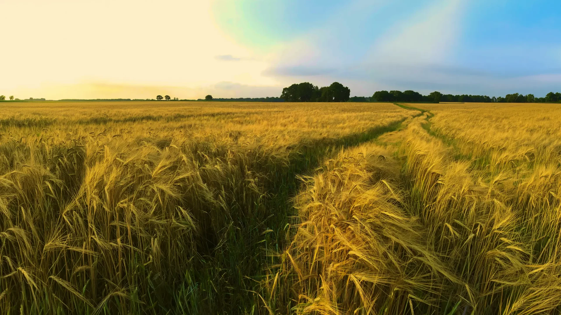Grow your Brand through Content Marketing